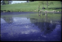 Pond_19970511